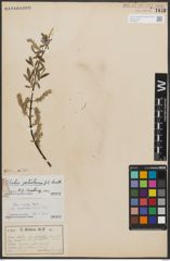 Foto von Salix petiolaris Sm.